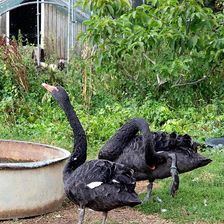 D'hôte Dans Un Havre De Paix à La Ferme 3* Saint-Maurice-la-Clouere